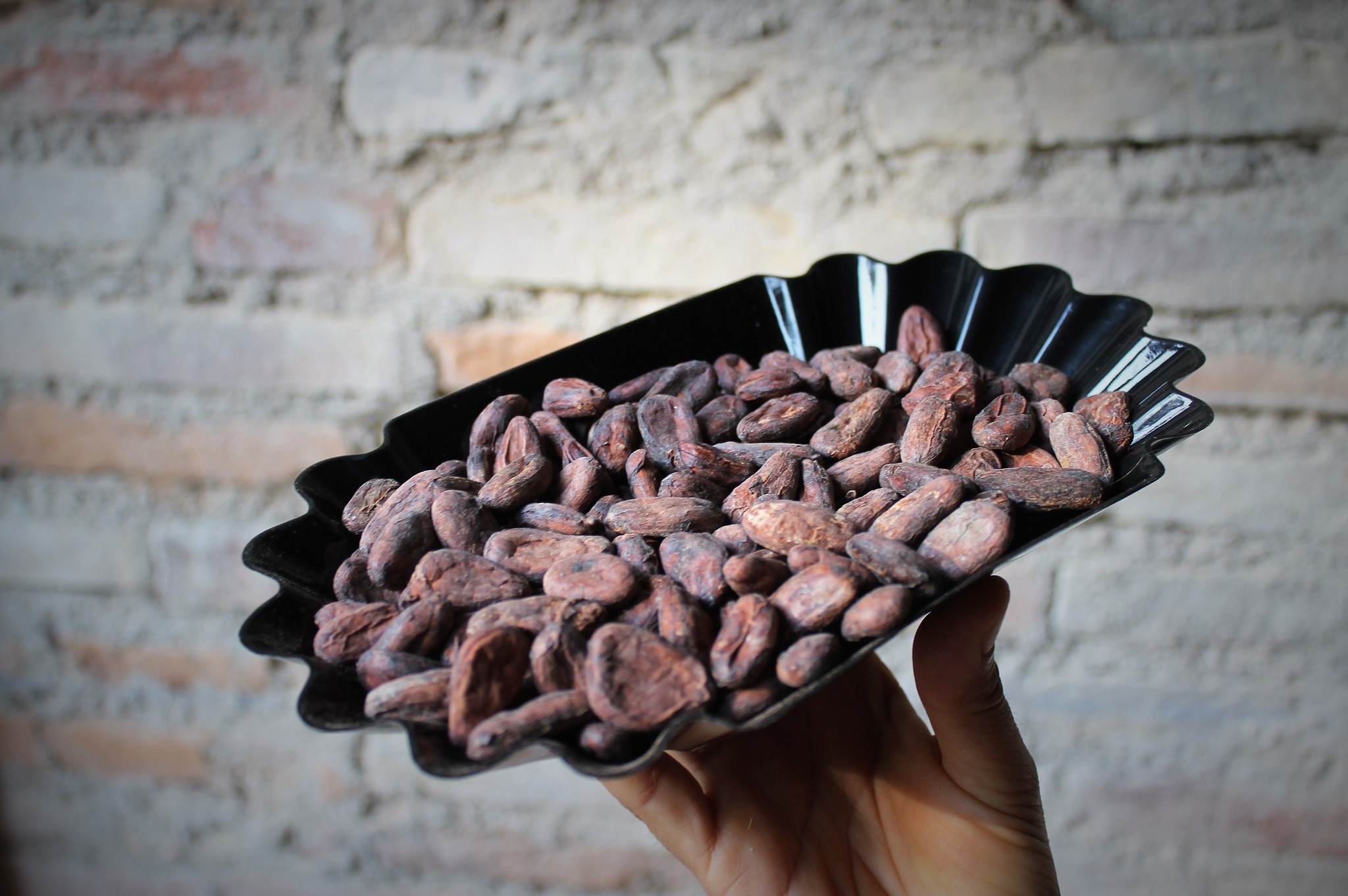 Fèves cacao Guatemala