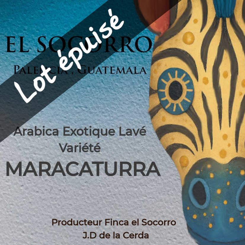Café Fuité, Maracaturra Guatemala