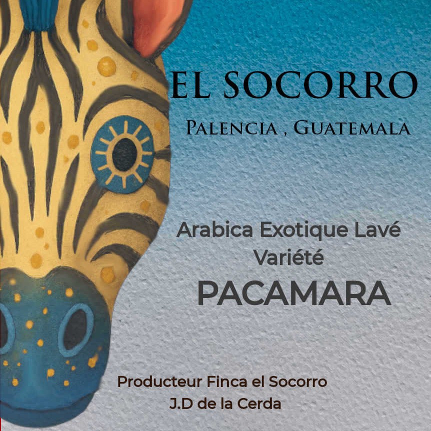 Café Chocolaté, Pacamara Guatemala