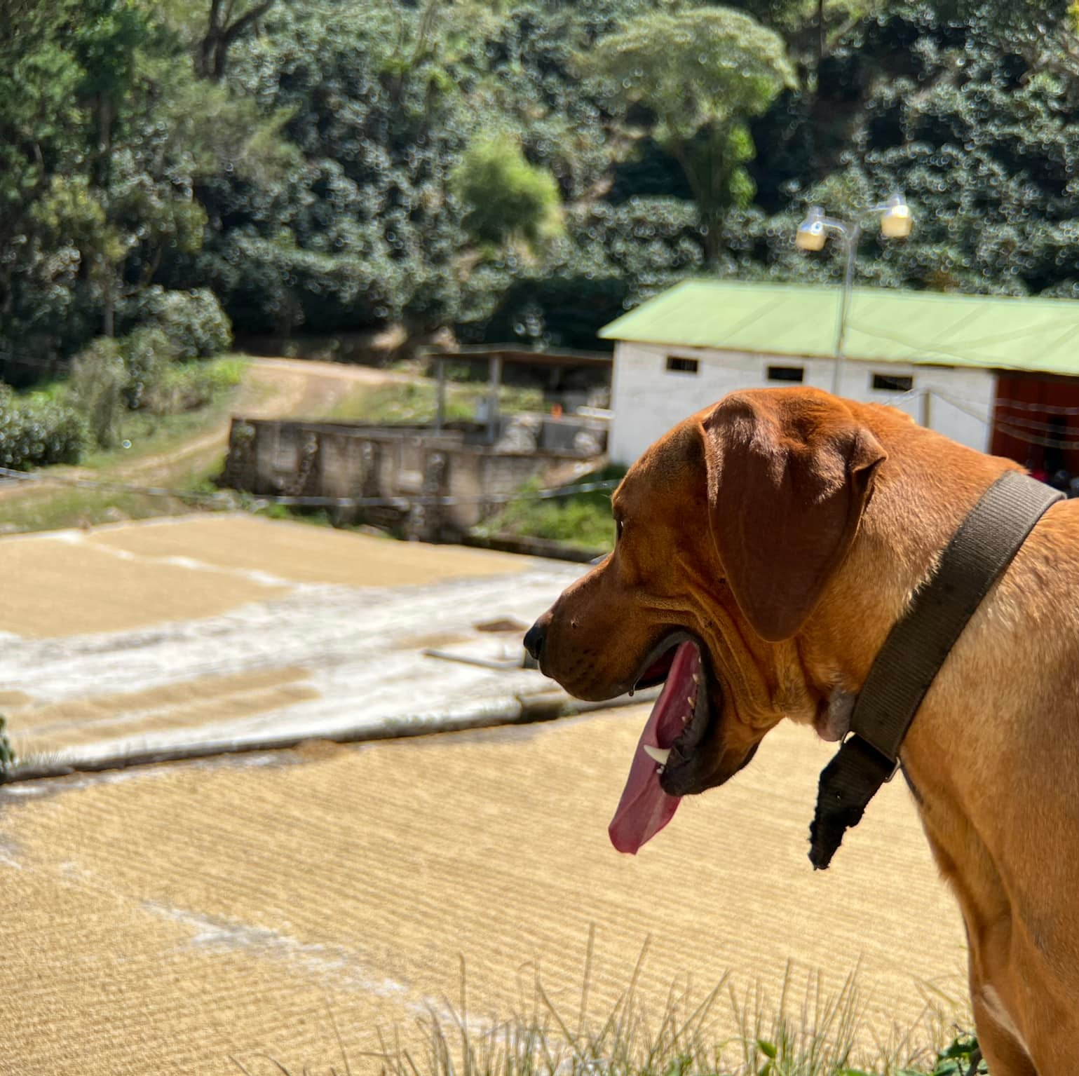 Café Pacamara Finca el Socorro