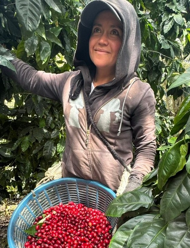 Café Maracaturra Finca el Socorro