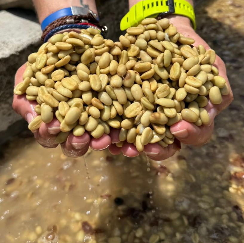 Café Maracaturra Finca el Socorro