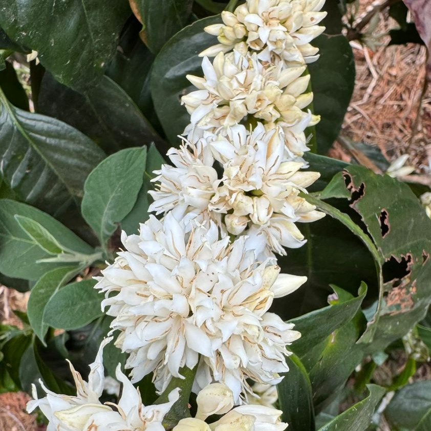 Café Maracaturra Finca el Socorro